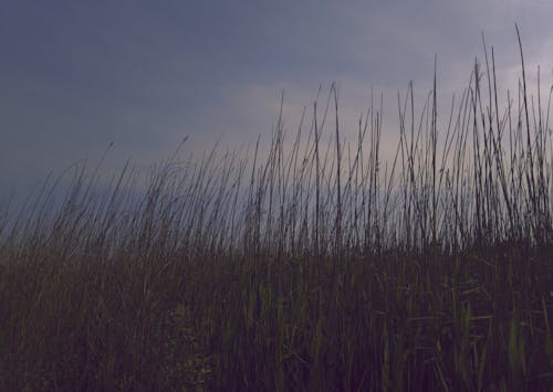 Foto stok gratis alang-alang, awan, bidang rumput