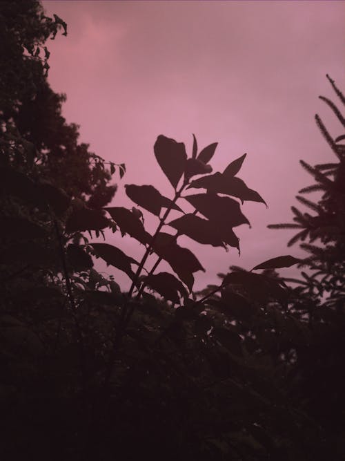 Free stock photo of after the rain, dark green leaves, dark green plants