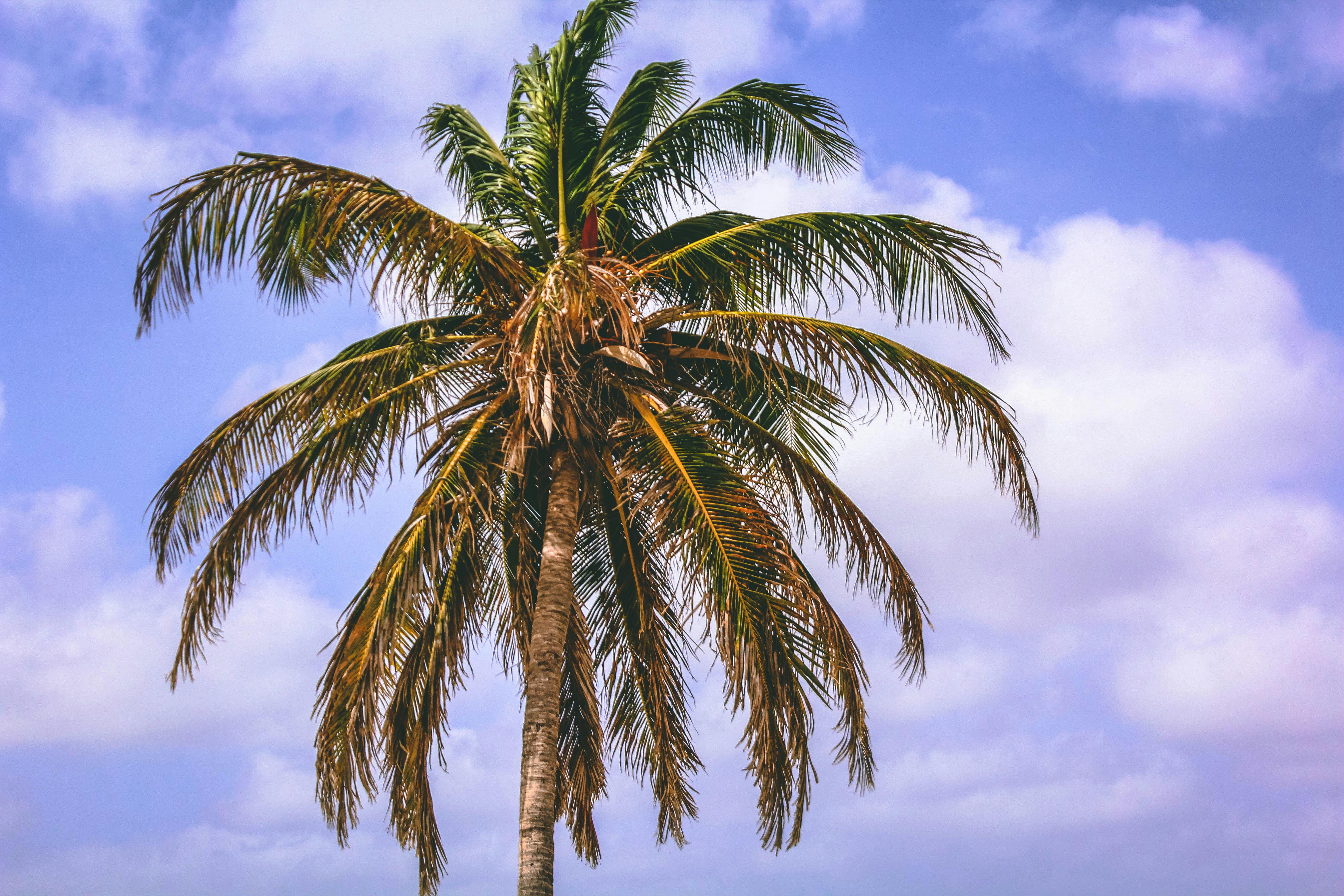 Coconut Tree · Free Stock Photo