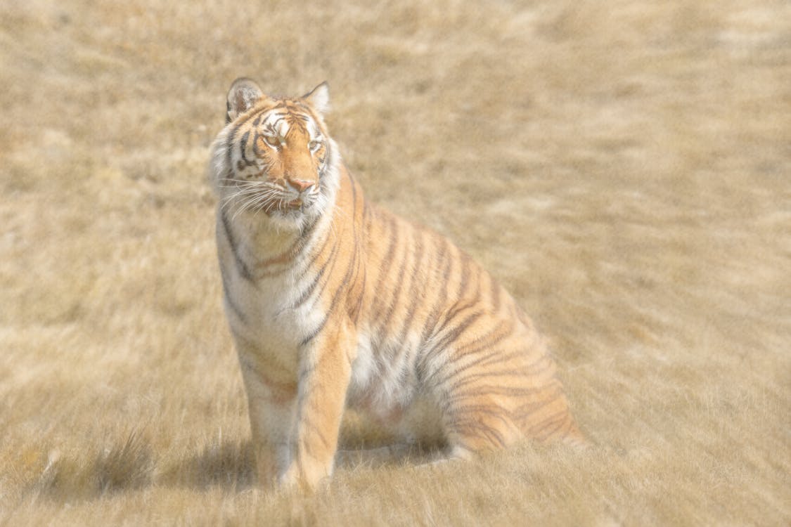 Immagine gratuita di fauna selvatica, natura, tigre