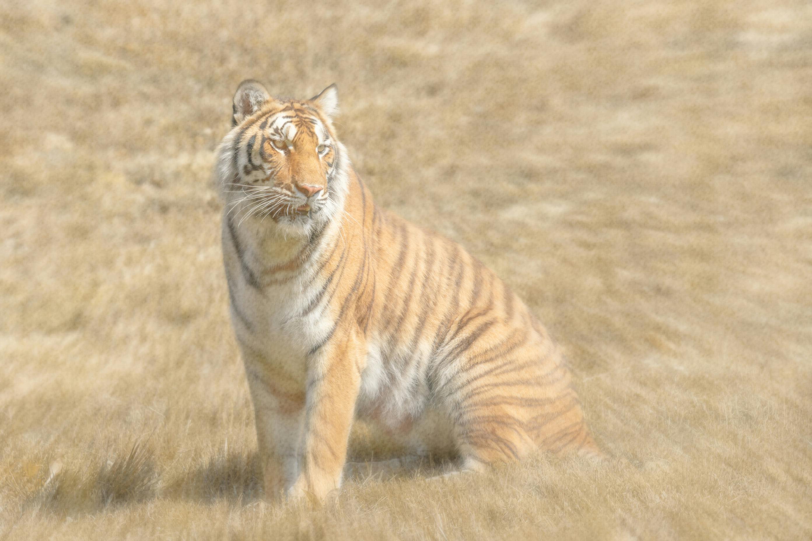 自然 虎 野生動物の無料の写真素材