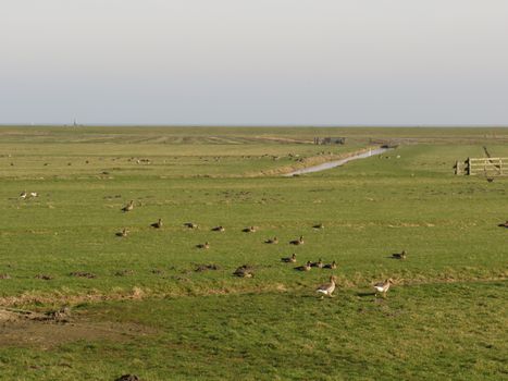 A serene landscape with geese grazing on a vast grass field under a clear sky.