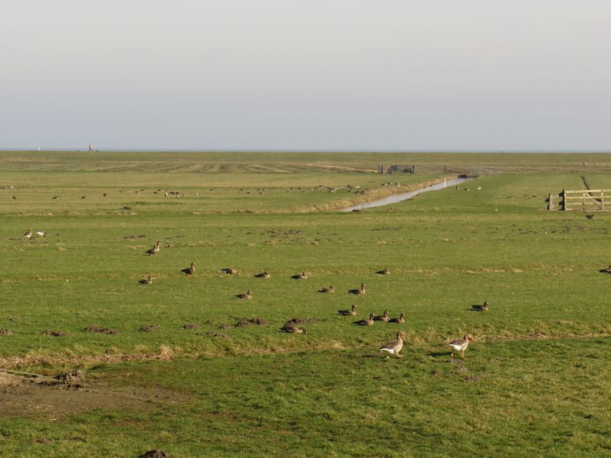 A serene landscape with geese grazing on a vast grass field under a clear sky.