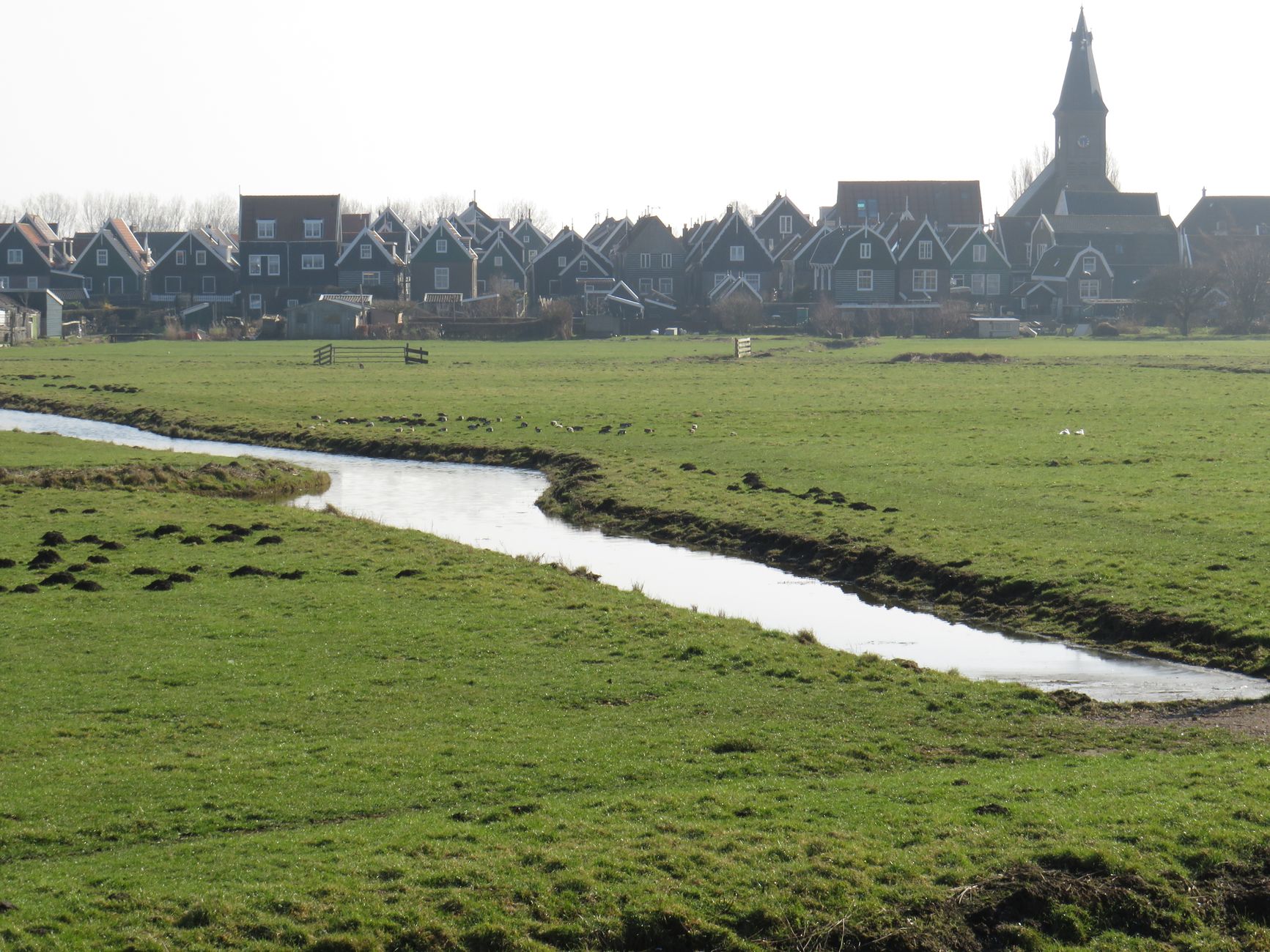 Bijzondere vogel op daken in woonwijk blijkt ontsnapt