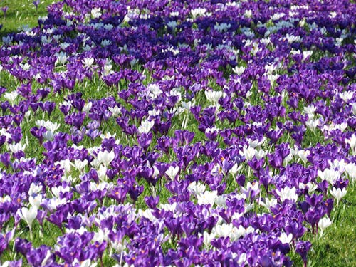 Blooming White and Purple Crocus on the Ground