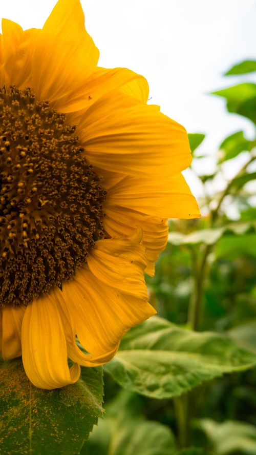 Free Vibrant close-up of a sunflower bloom outdoors in Samsun, Turkey, capturing the essence of summer. Stock Photo