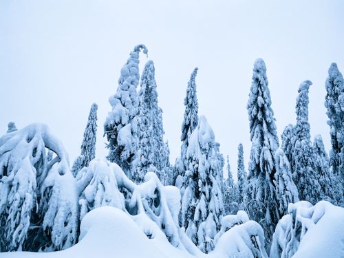Free Snow-covered trees in a serene Russian forest during winter. Stock Photo