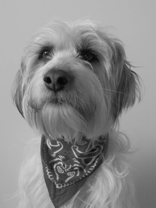 Grayscale Photo of a Cute Cockapoo Dog
