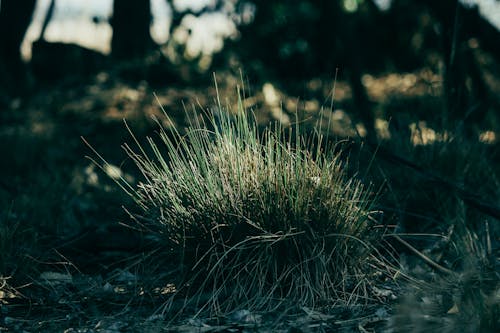 Gratis stockfoto met aarde, flora, gras