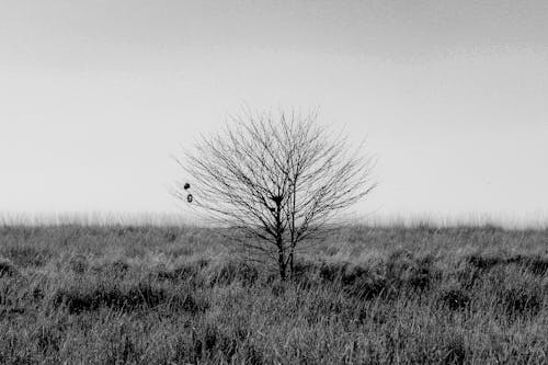 Photos gratuites de arbre nu, arbre sans feuilles, champ d'herbe