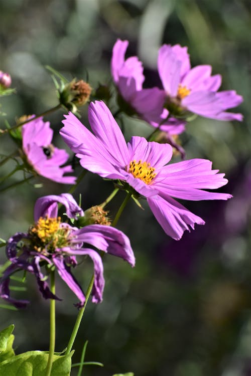 Základová fotografie zdarma na téma detail, fialové květiny, flóra