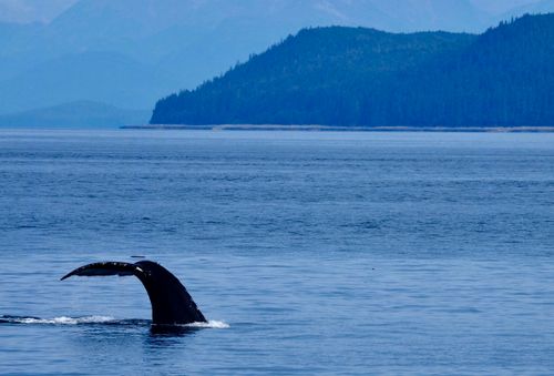 Free A stunning view of a humpback whale's tail breaching in the ocean near Alaska, USA. Stock Photo