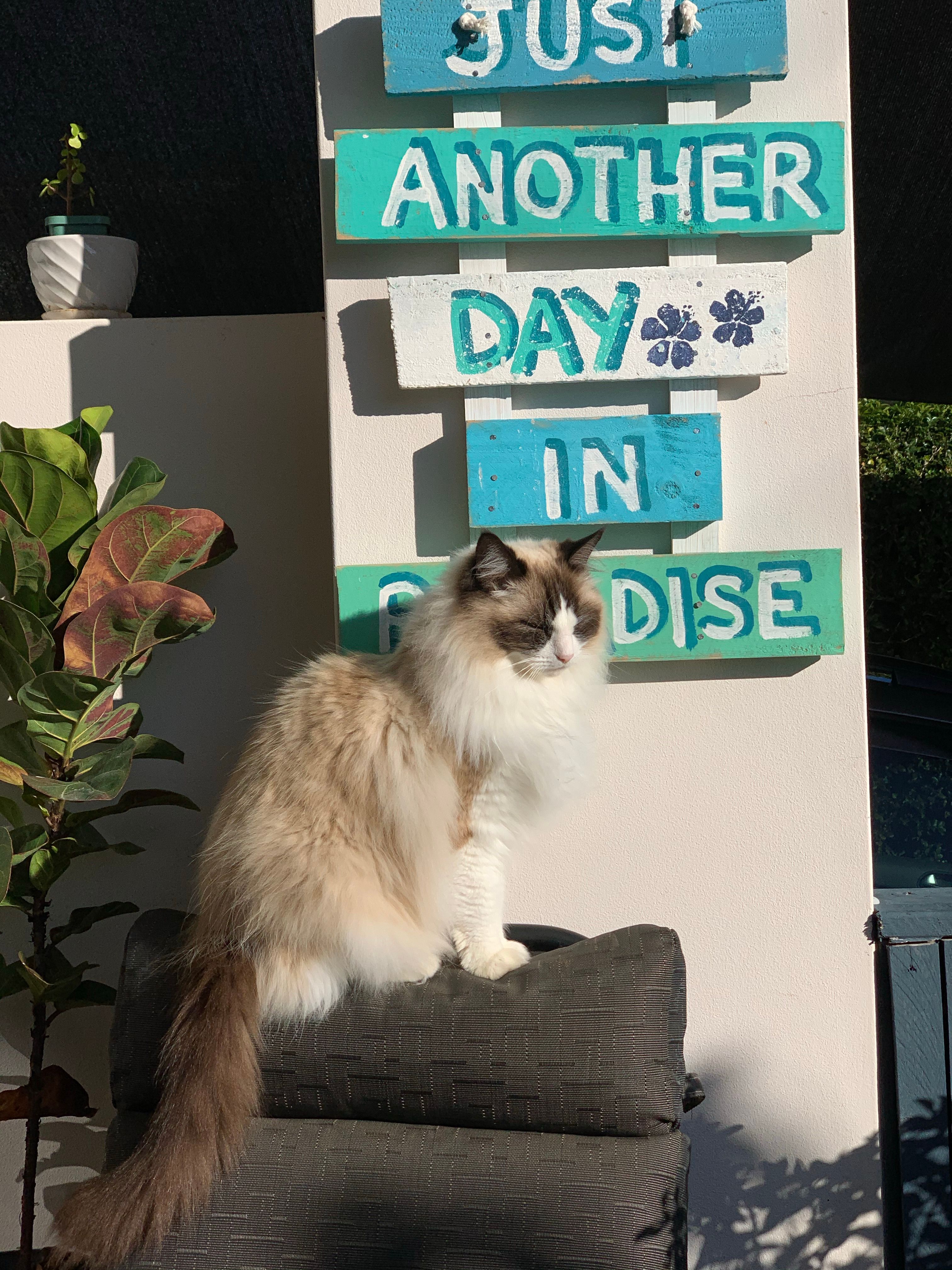 Adorable Ragdoll cat basking in the sun beside a playful wall sign.