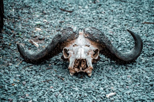 令人不寒而慄的, 动物头骨, 地面 的 免费素材图片
