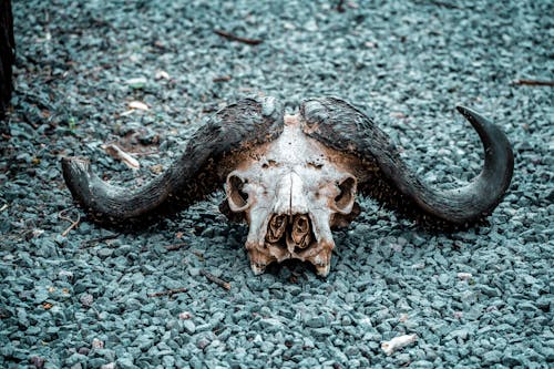 Fotos de stock gratuitas de craneo animal, de miedo, escalofriante