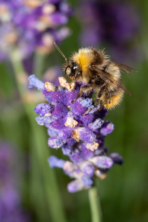 A Close-Up Shot of a Bee Pollinating a Lavender