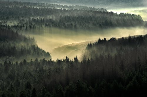 Immagine gratuita di alberi, albero, nebbia