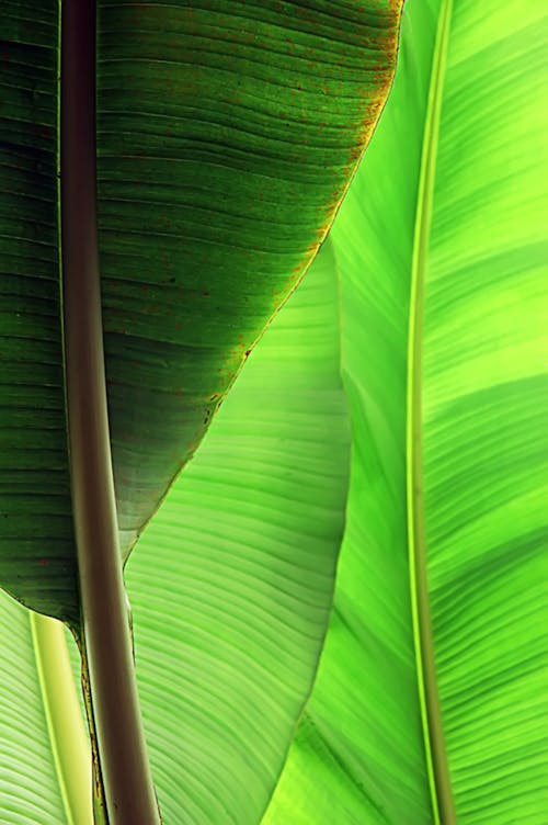 A Close-Up Shot of Banana Leaves