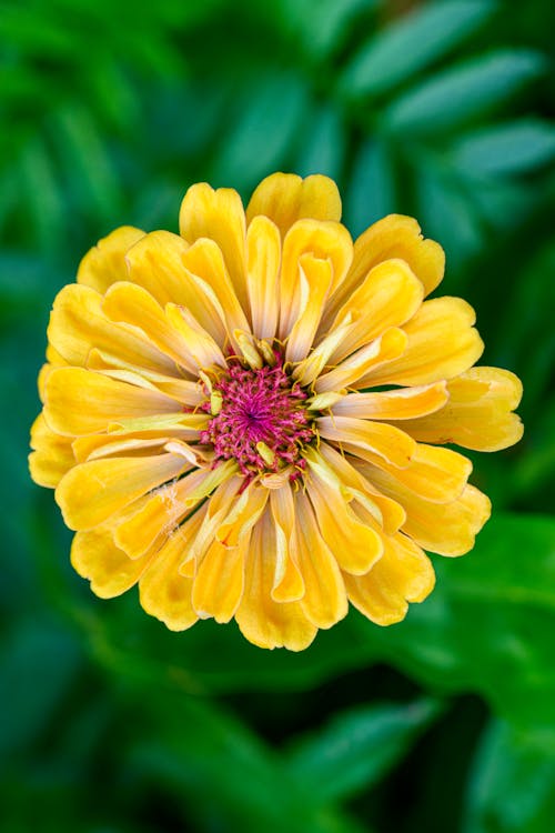 Close-Up Shot of a Blooming Common Zinnia Flower
