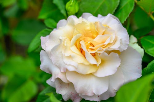 Close-Up Shot of a Blooming Garden Rose Flower