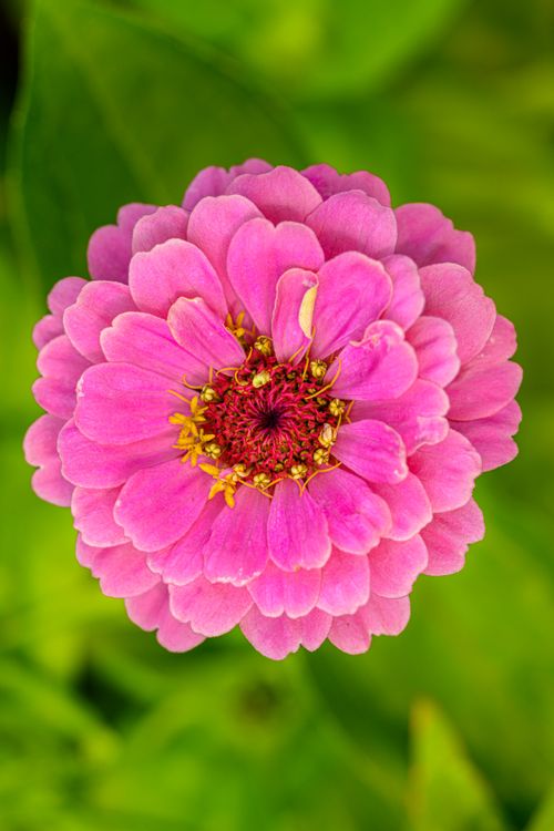 Free Close-up of a vibrant pink Zinnia flower bloom with green foliage background, showcasing nature's beauty. Stock Photo