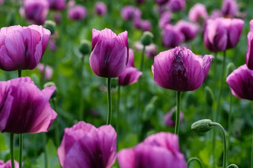 Ingyenes stockfotó lila virágok, magyar kék ópium mák, növekedés témában
