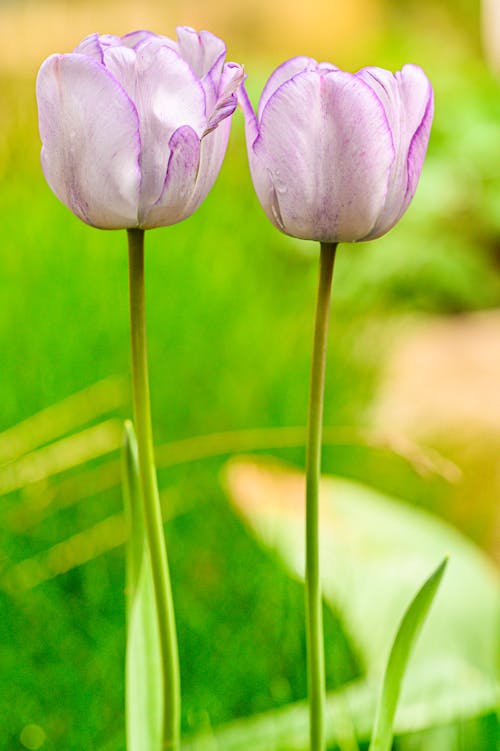 Close-Up Shot of Blooming Purple Tulips