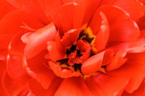 Red Flower in Macro Shot Photography