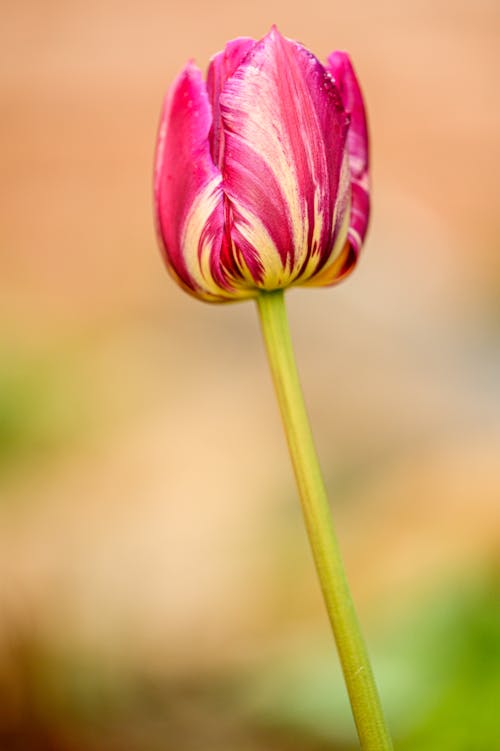 A Stem of Pink Garden Tulip in Close-up Photography