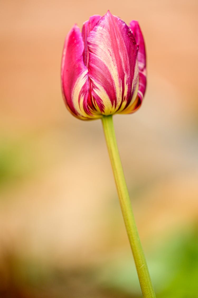 A Stem Of Pink Garden Tulip In Close-up Photography