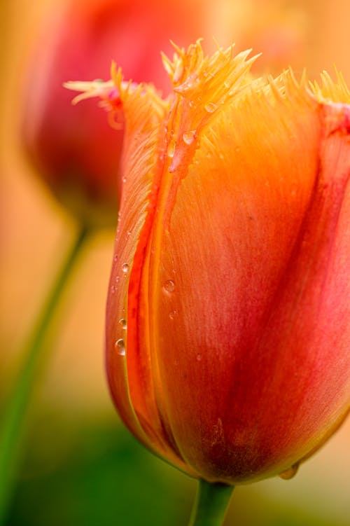 A Macro Shot of a Tulip