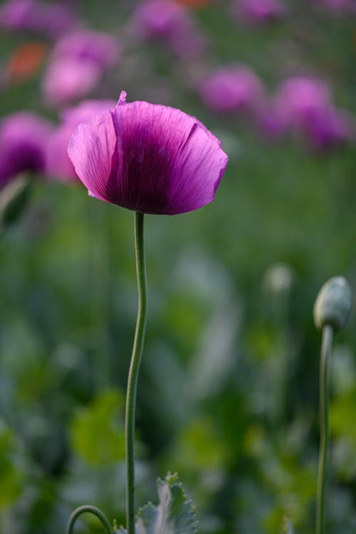 A Close-Up Shot of a Poppy Flower