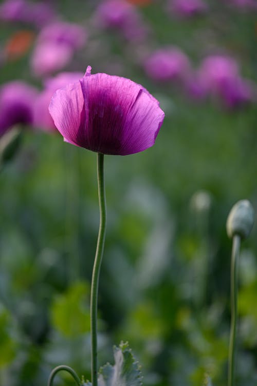 Základová fotografie zdarma na téma detail, fialová kytka, flóra