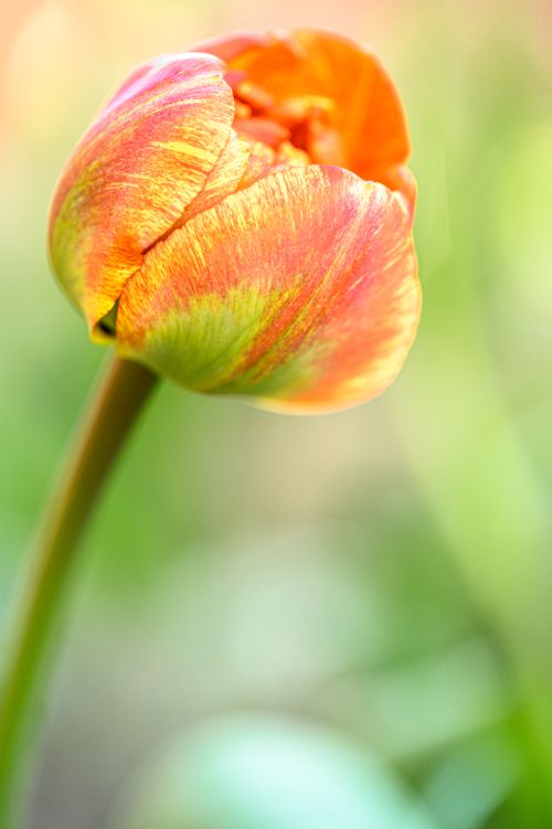 Free A detailed close-up of a radiant orange tulip in full bloom with a soft-focused background. Stock Photo