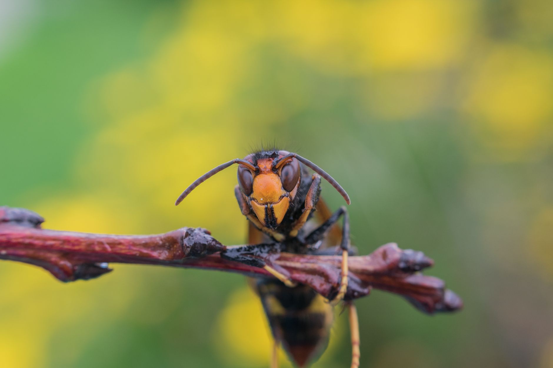 Asian Hornets Spread Faster During UK Heatwave