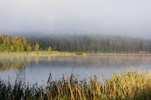 Free Tranquil lake scene with misty forest reflections and overcast skies, ideal for nature themes. Stock Photo