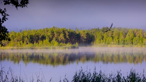 Free A Foggy Lake by the Forest Stock Photo