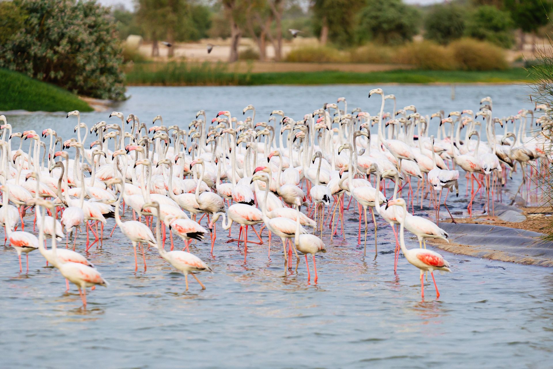 A large flock of flamingos wading in the wetlands of Dubai, showcasing vibrant natural beauty.