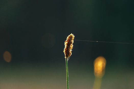A macro shot of a plant stem with a delicate spiderweb strand, beautifully lit by the morning sun.