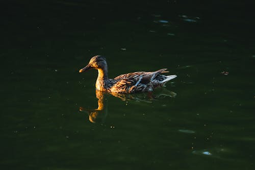 A Duck on the Water 