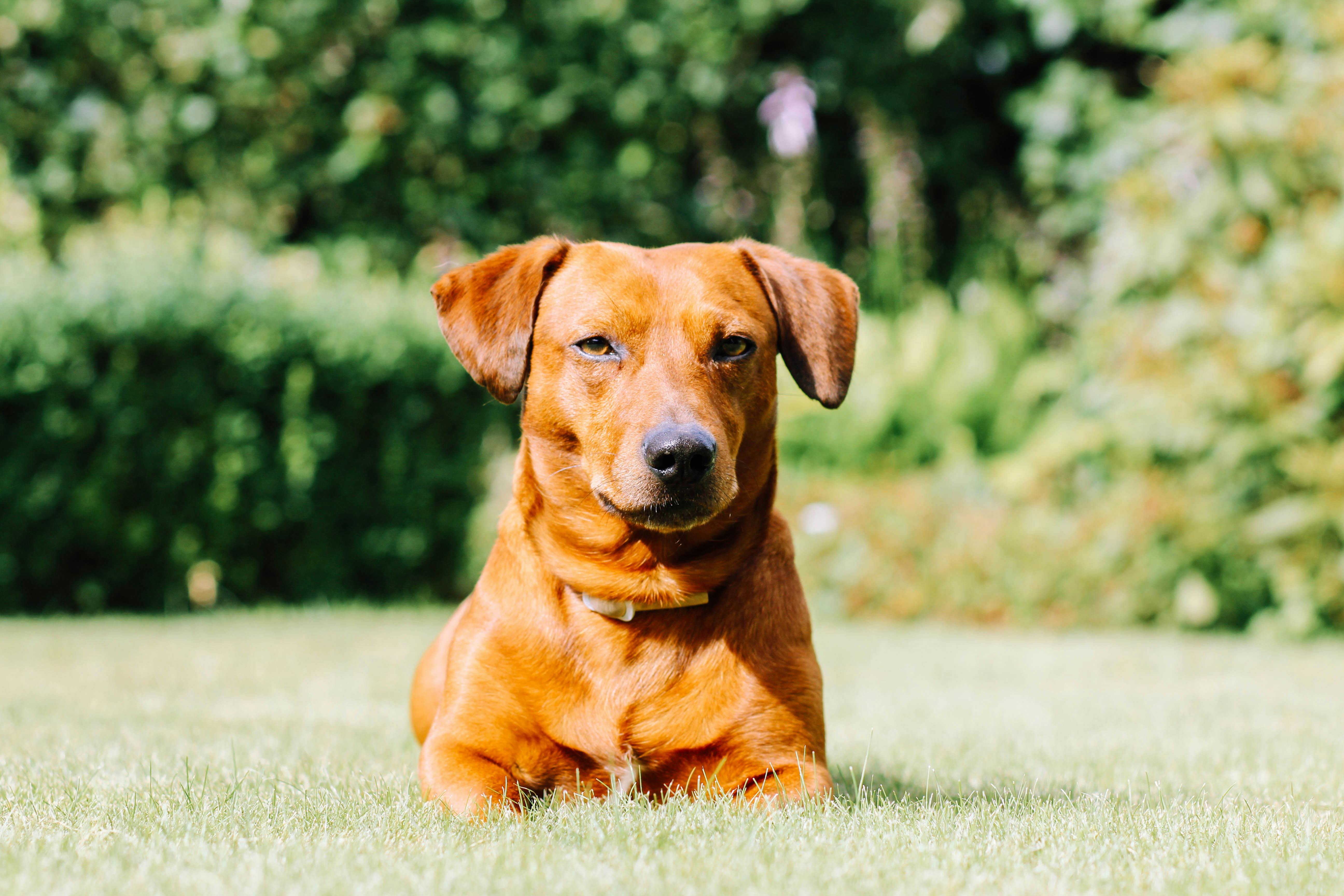 Bluey - Oldest Australian Cattle Dog on Record - Evabalilk.com