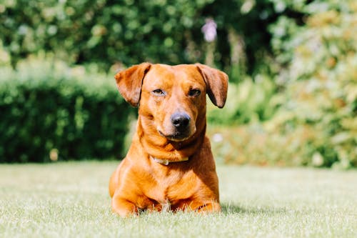 бесплатная Выборочный фокус фото красной собаки на поле травы Стоковое фото