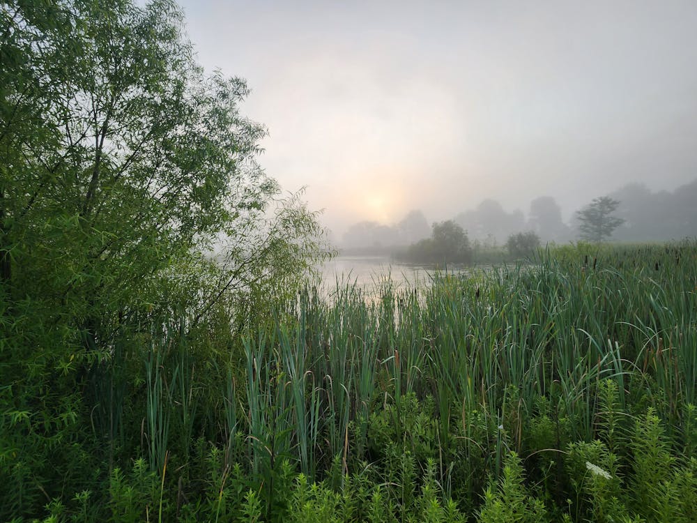 Foggy morning pond sunrise