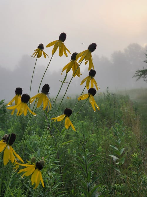 Foto profissional grátis de coneflowers, manhã, neblina