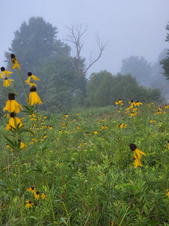 foggy morning coneflowers with old tree