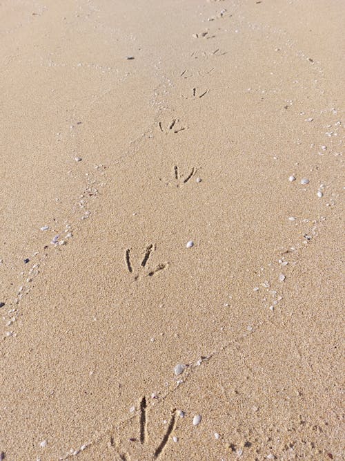 Bird's Footprints on Sand