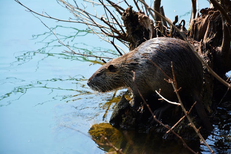 Eurasian Beaver On A Wood 