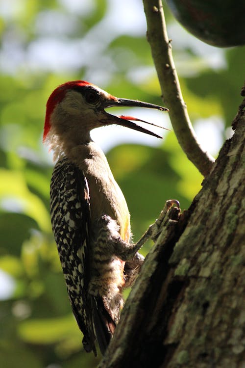 Bird Perched on Tree Branch