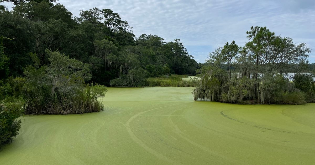 A tranquil moss-covered lake surrounded by lush trees in Bluffton, South Carolina.