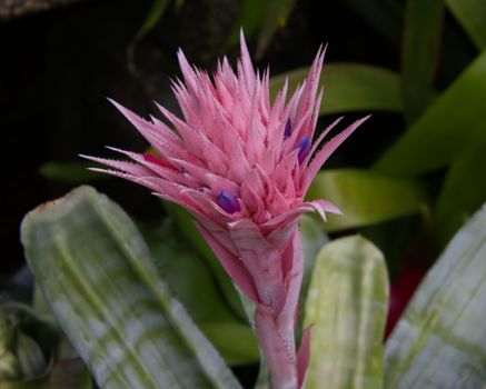 Aechmea fasciata